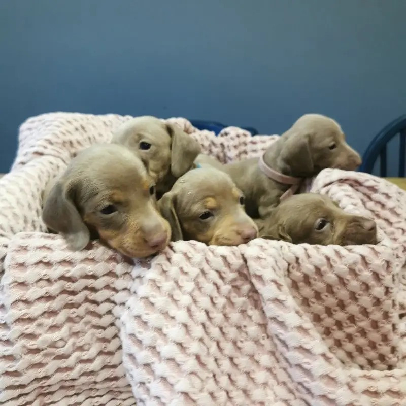 Dogs For Sale Profile Picture