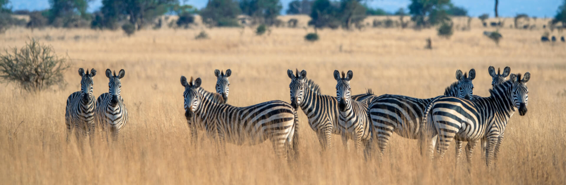 Asante Travel Group Cover Image
