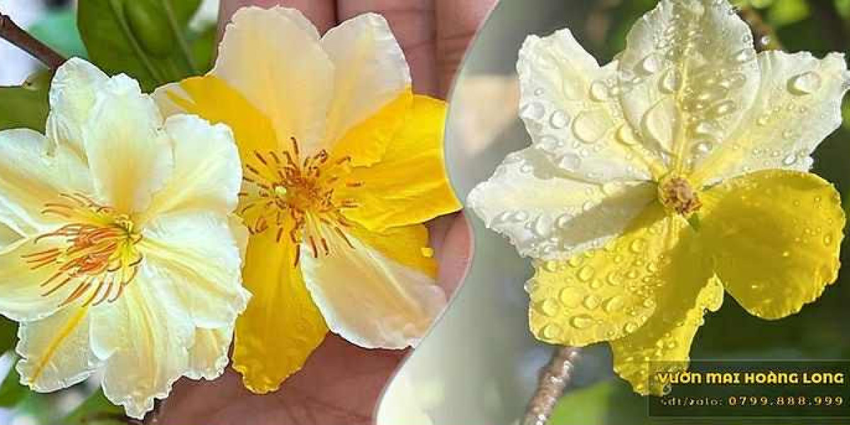 Vé Máy Bay Đặc Biệt Cho Đào