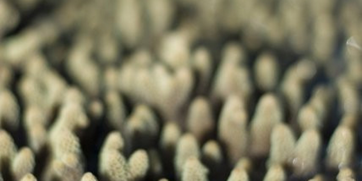 Cjc 1295 Vs Sermorelin: Functions, Uses, And Concerns