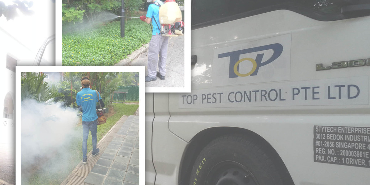 Professional Hornet Control Singapore | Reliable Experts