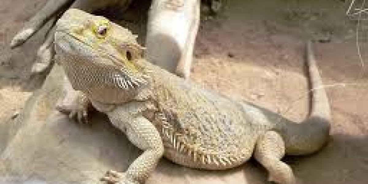 Essential Care Guide for Healthy Bearded Dragons