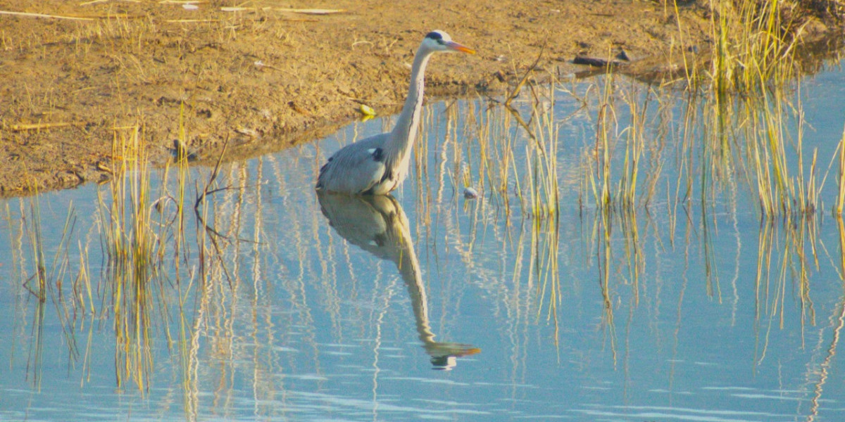 Dhikala Forest Lodge, Corbett – Stay at Dhikala Forest Guest House Inside Jim Corbett