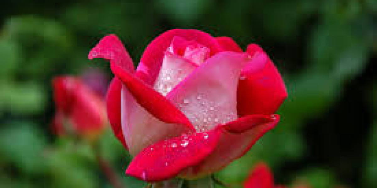 Kitchen Island Pendant Lights: Style, Function, and Perfect Lighting for Modern Kitchens