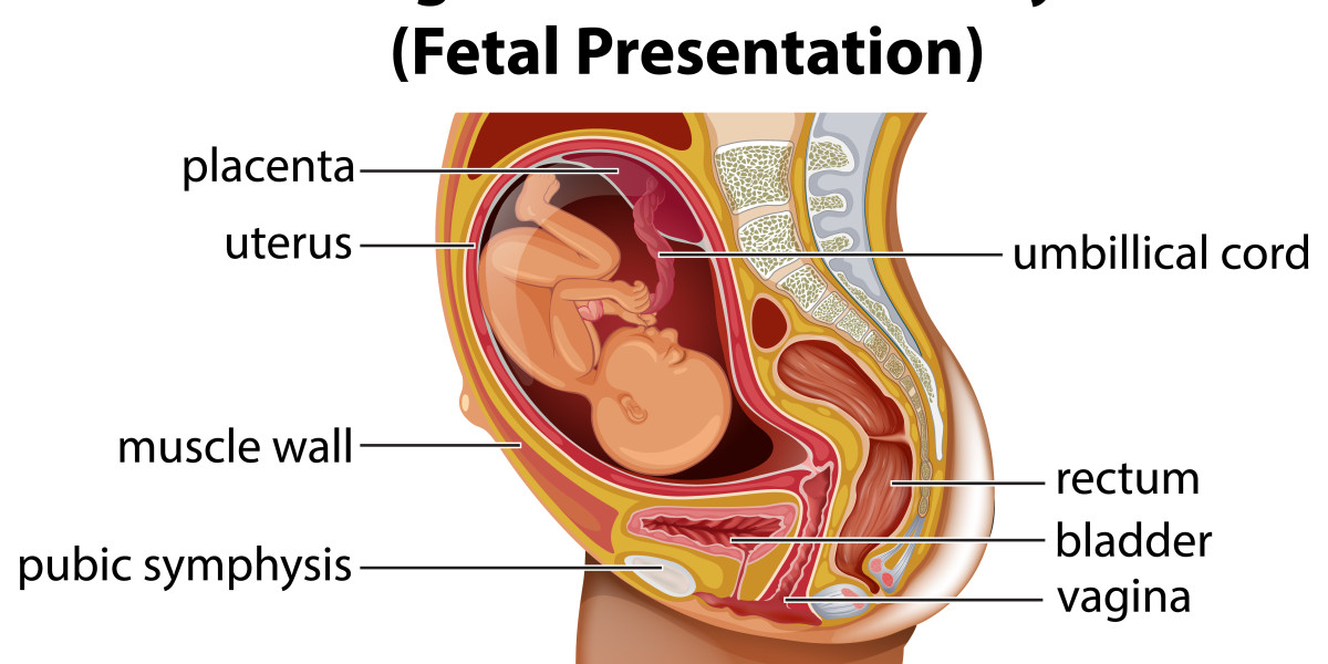 Brazil Placenta Market Size, Share, Growth, Trends Forecast, Report Insight, 2026-2034