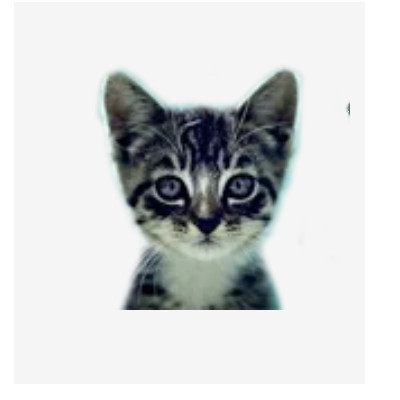 We Love Cats and Kittens Profile Picture