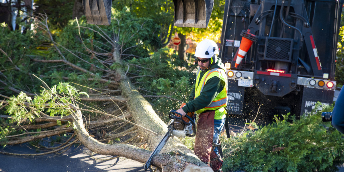 Experienced tree surgeon Blackpool inspecting storm-damaged tree