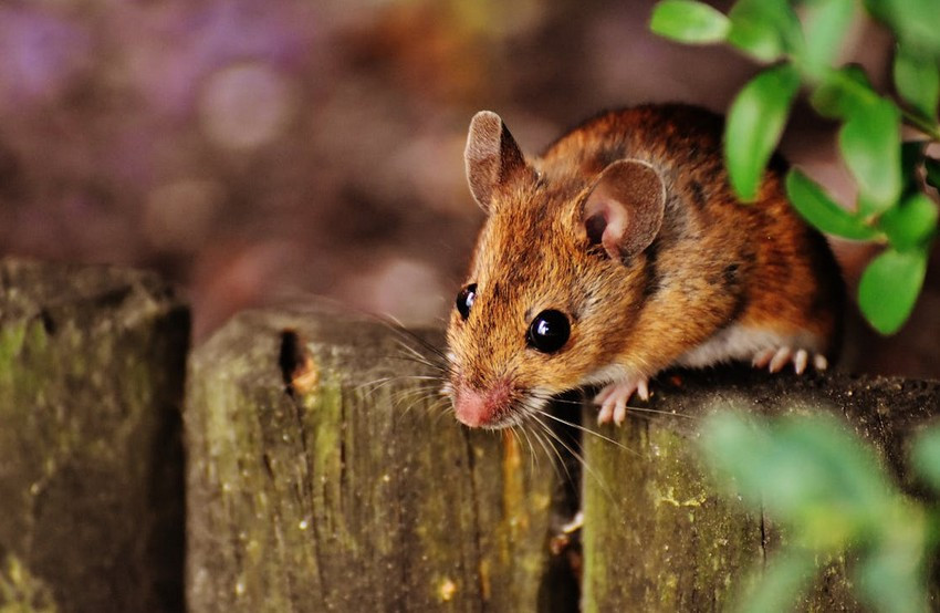 envirosafe pestcontrol Profile Picture