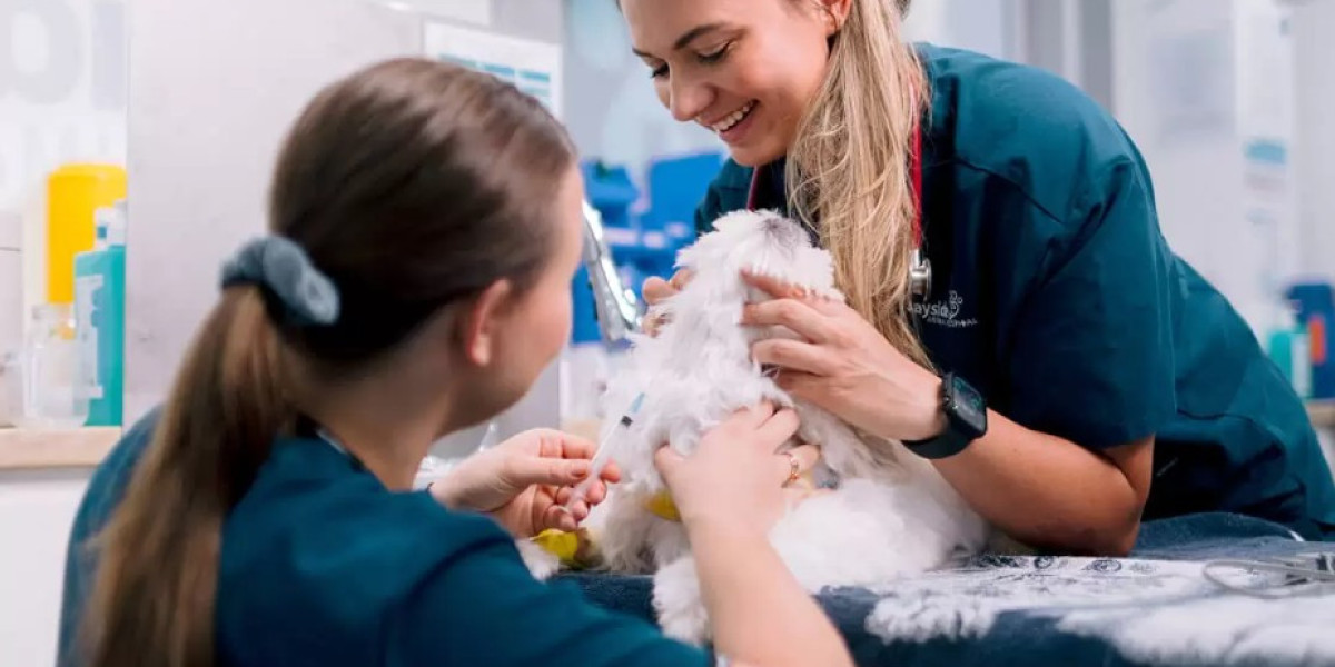 At Bayside Animal Hospital, we frequently see dogs struggling with pain and mobility issues caused by cruciate ligament 