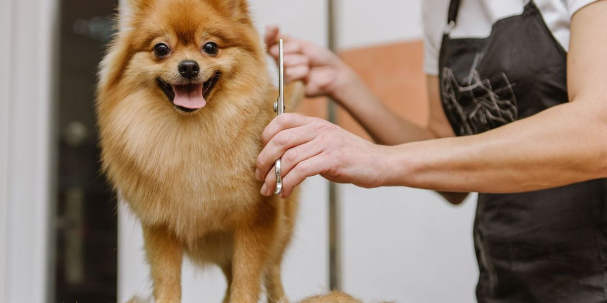 Top Benefits of Visiting a Dog Salon in Toronto for Your Pet’s Health and Style