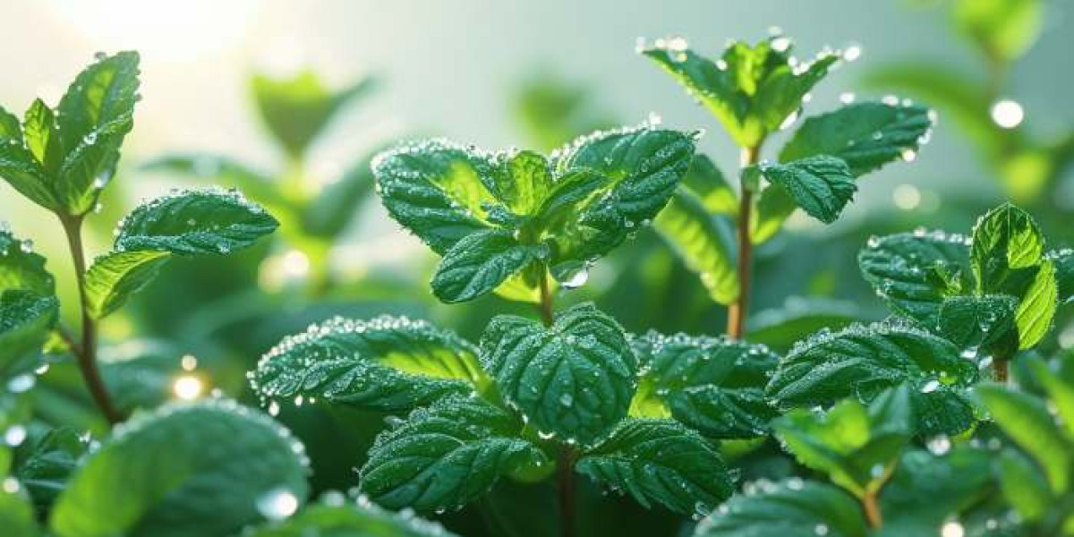 Menthol Price Trend: Key Insights for Manufacturers and Procurement Teams