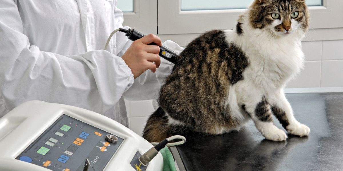 Understanding Behavioral Therapy for Cats and How It Works