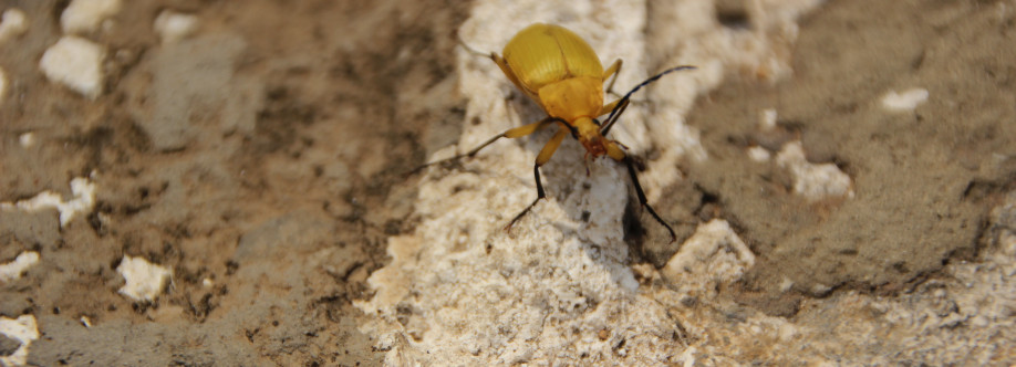 Yorkers Pest Control Cover Image